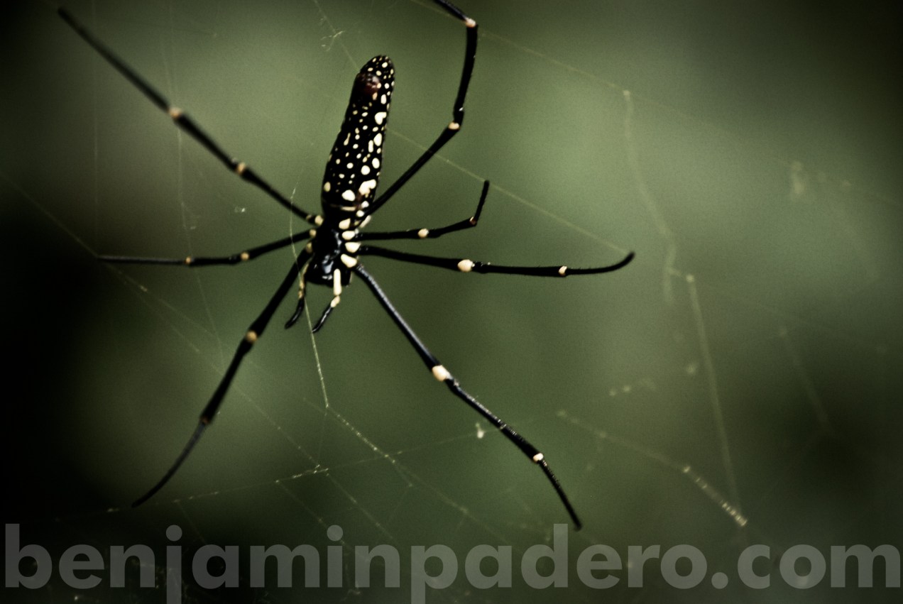 benjamin padero-0141.jpg